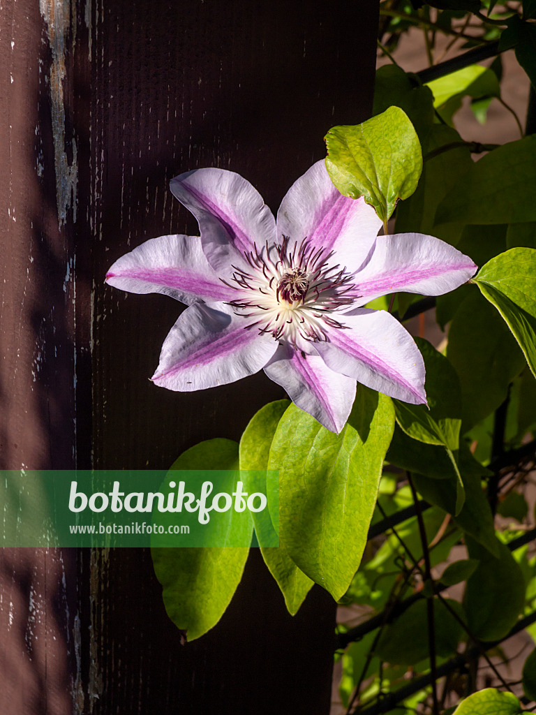 462032 - Clématite (Clematis)