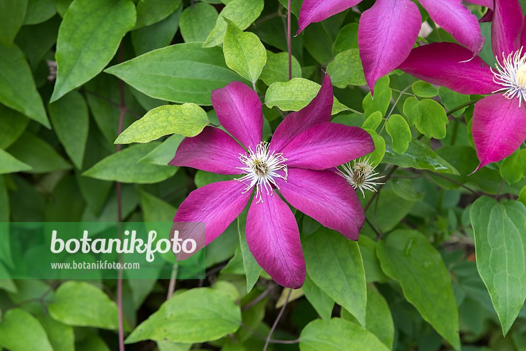 664079 - Clématite (Clematis Bourbon)