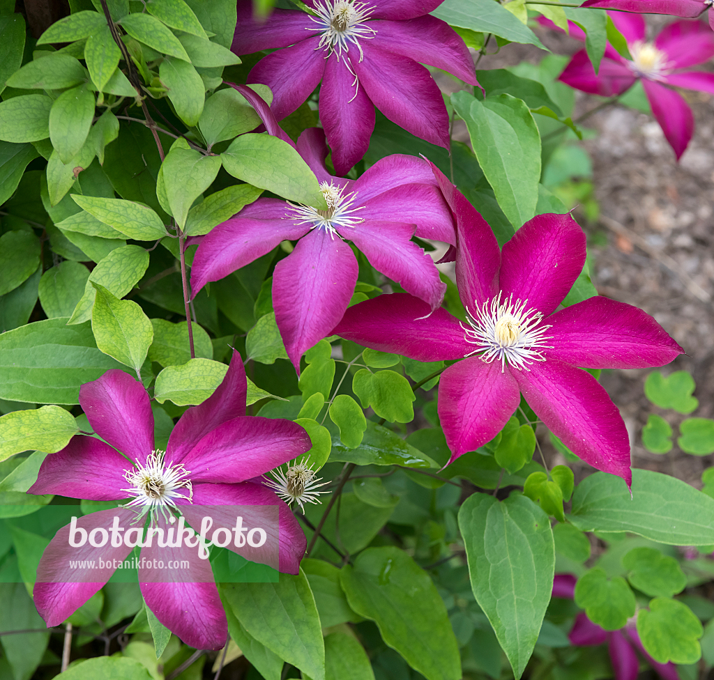 664080 - Clématite (Clematis Bourbon)
