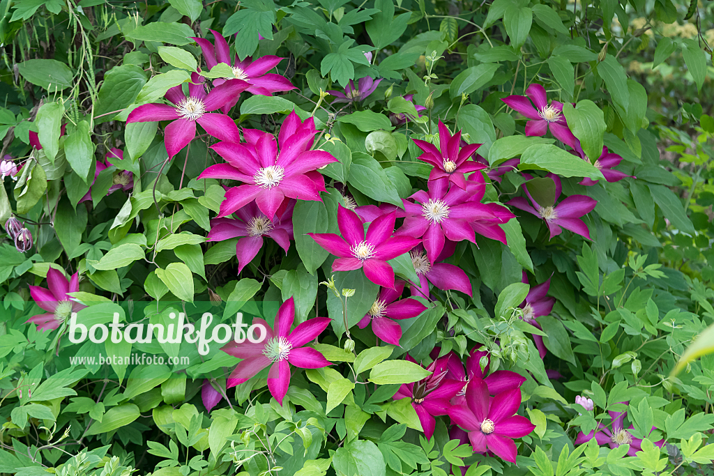 664081 - Clématite (Clematis Bourbon)