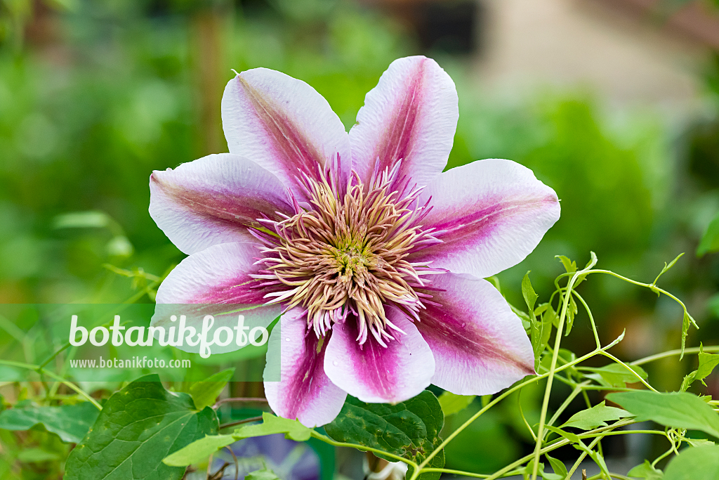 664082 - Clématite (Clematis Empress)