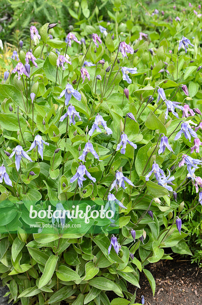 508247 - Clématite (Clematis integrifolia)