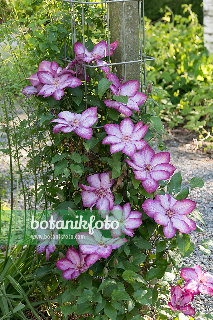 664084 - Clématite (Clematis Liberty)