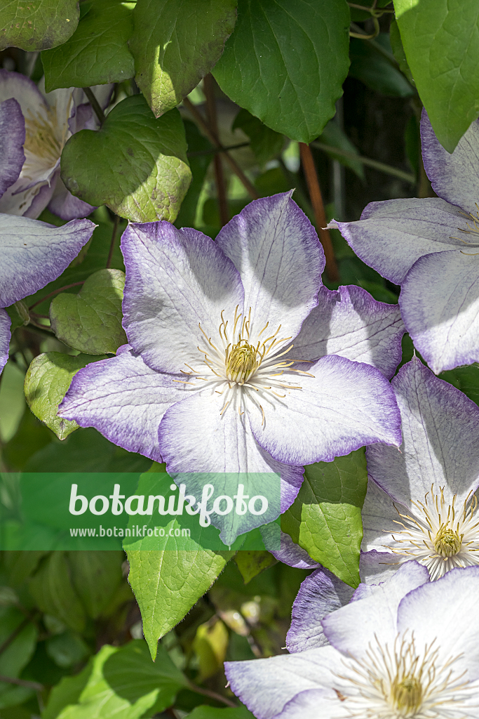 664085 - Clématite (Clematis Lucky Charm)