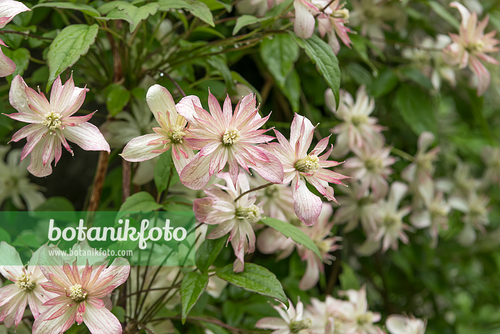 664077 - Clématite (Clematis Marjorie)