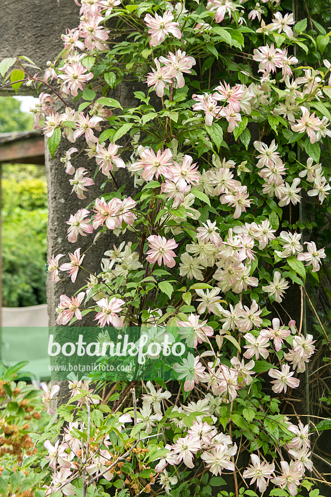 664078 - Clématite (Clematis Marjorie)