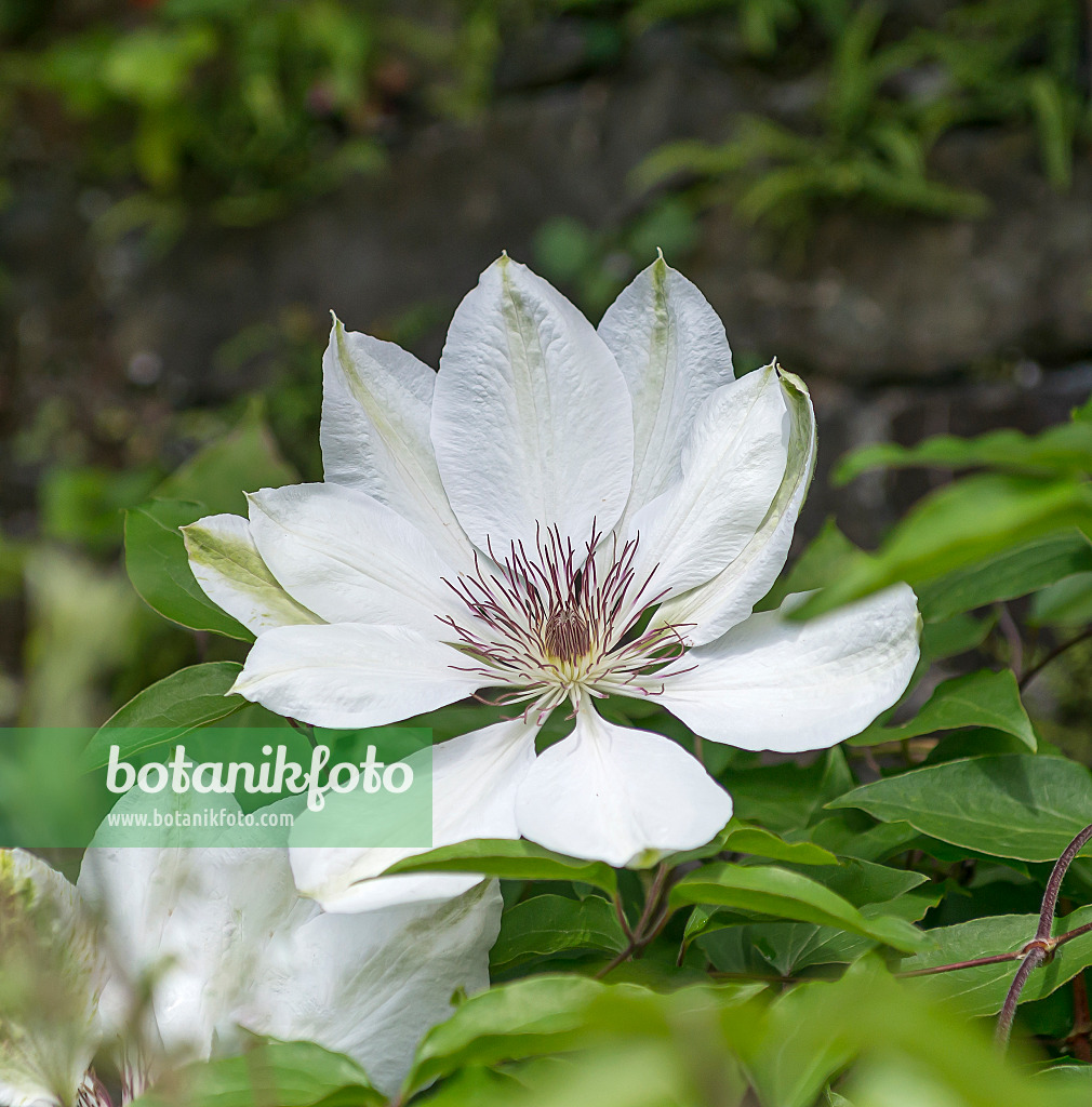 651175 - Clématite (Clematis Miss Bateman)