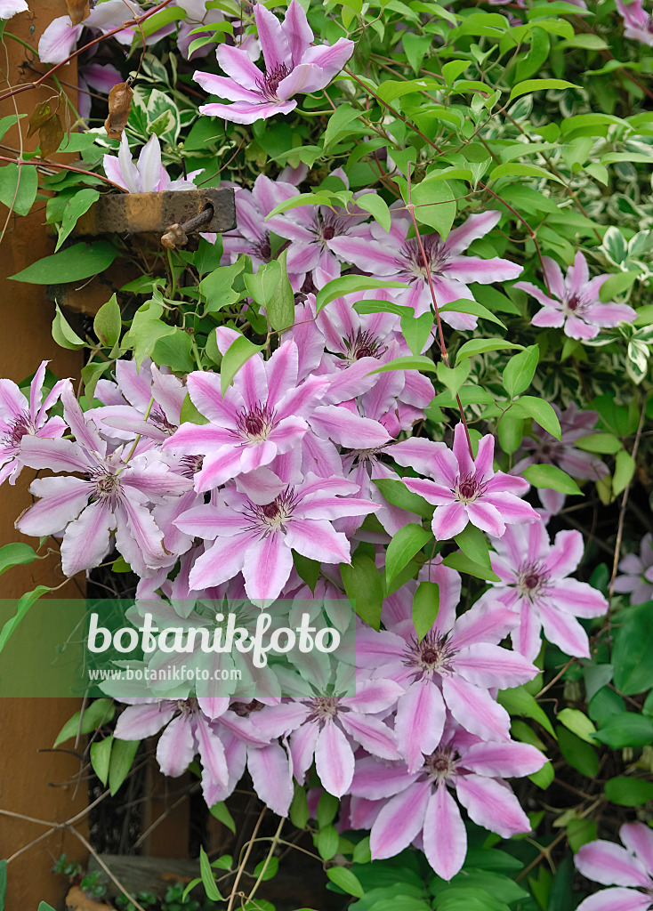 471376 - Clématite (Clematis Nelly Moser)
