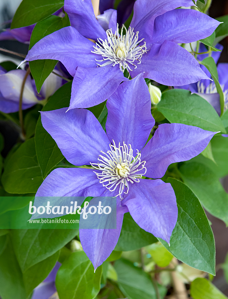 664086 - Clématite (Clematis Olympia)