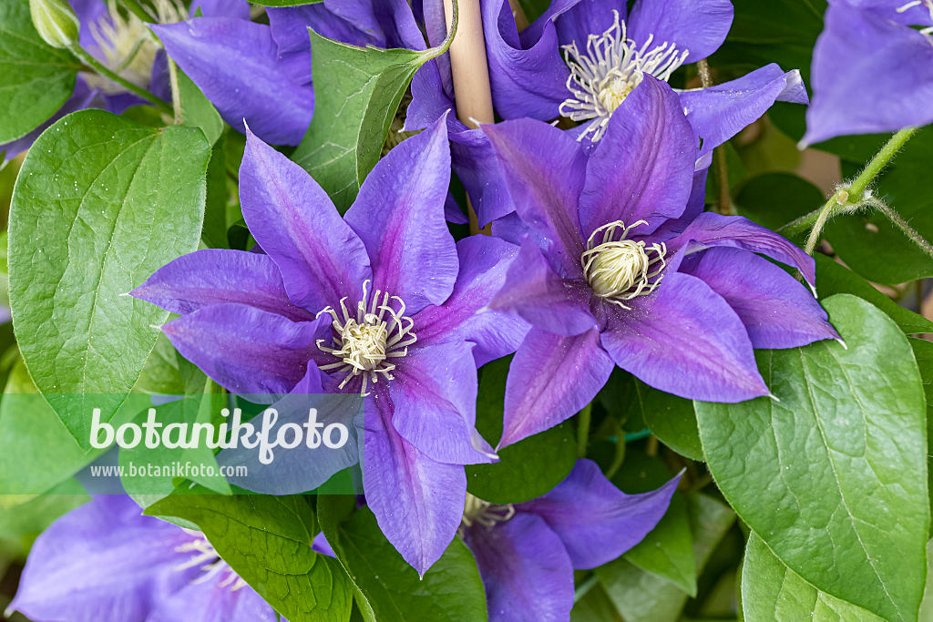 664087 - Clématite (Clematis Olympia)