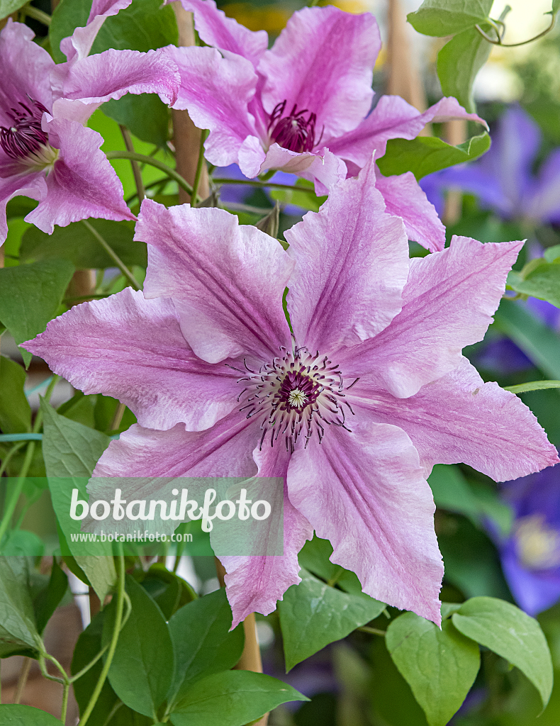 664088 - Clématite (Clematis Ooh La La)