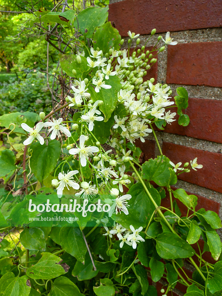 464085 - Clématite (Clematis terniflora)