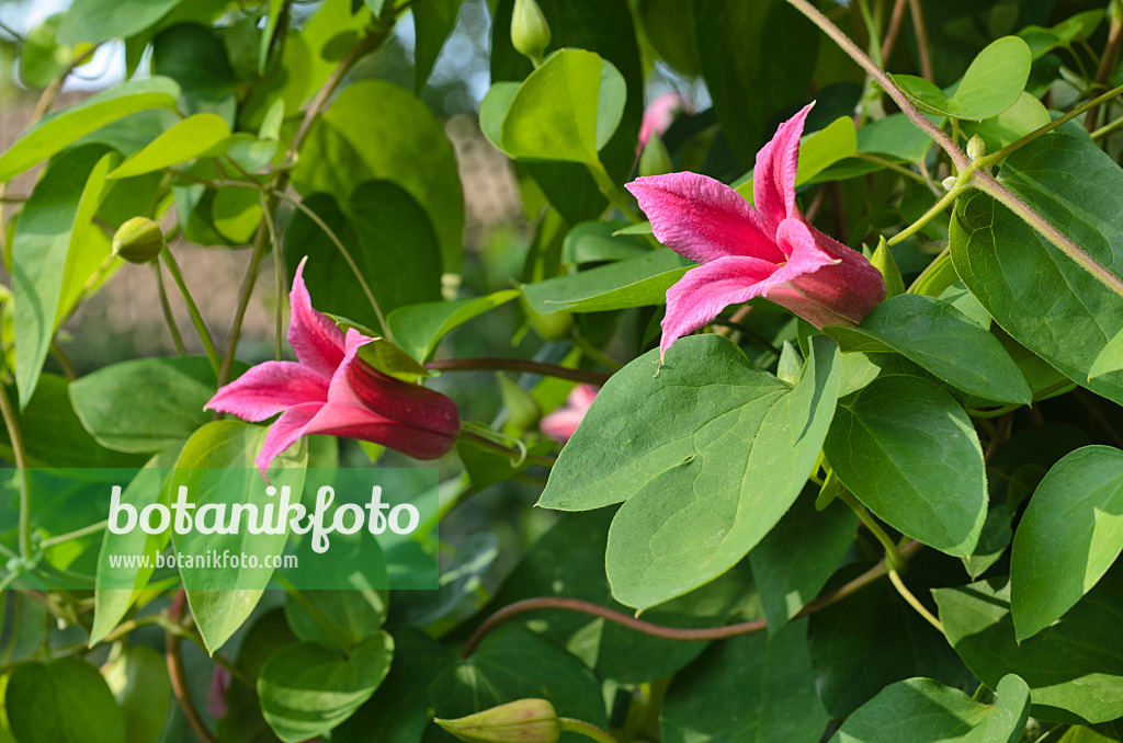 497159 - Clématite (Clematis texensis 'Princess Diana' syn. Clematis texensis 'Princess of Wales')