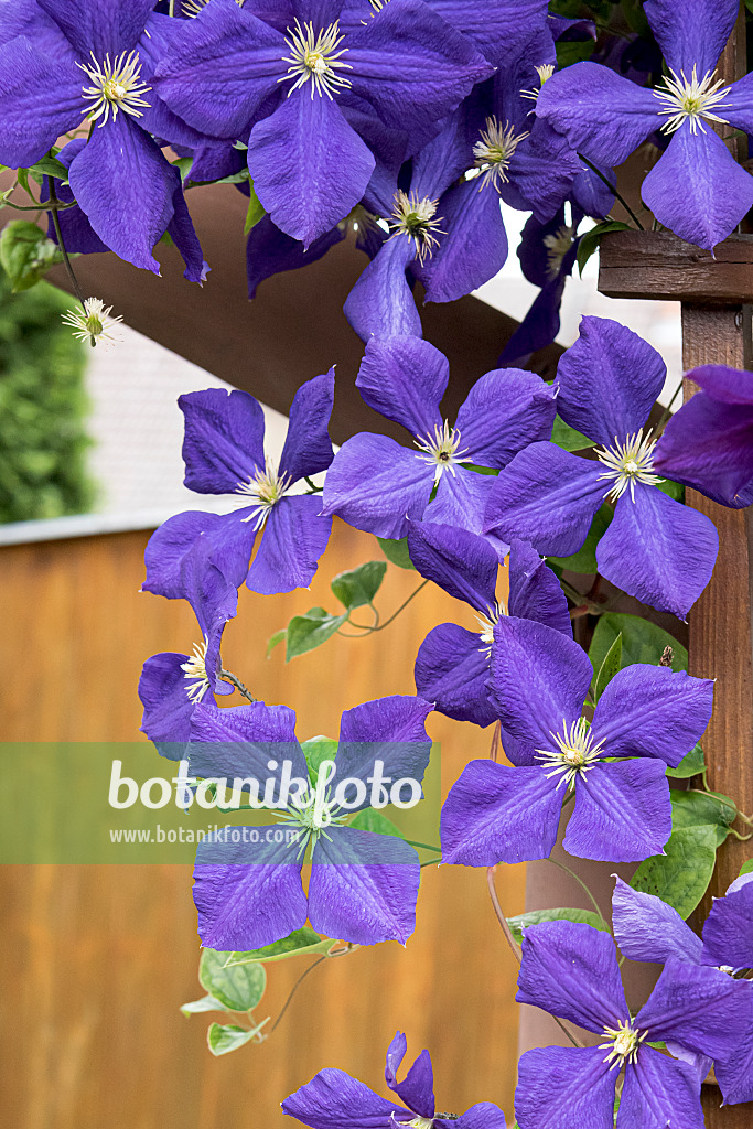 638052 - Clématite (Clematis x jackmanii)