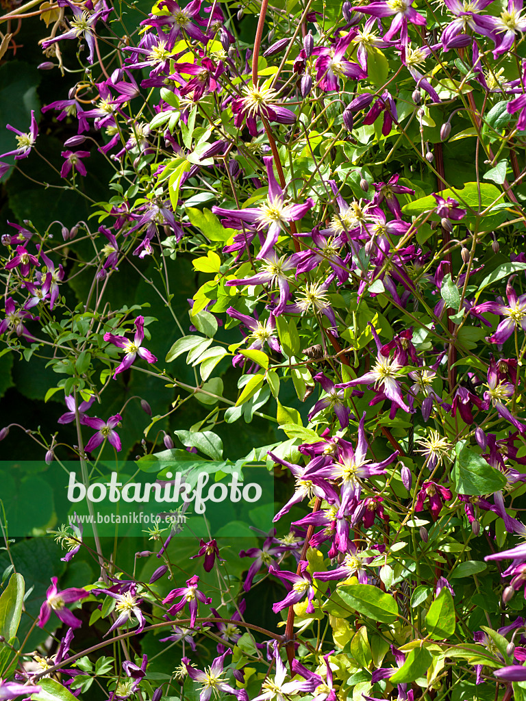 462110 - Clématite (Clematis x triternata 'Rubromarginata')