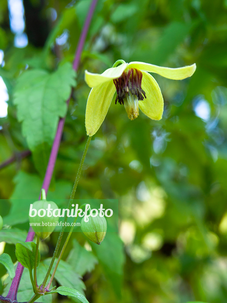 429002 - Clématite de Corée (Clematis koreana)