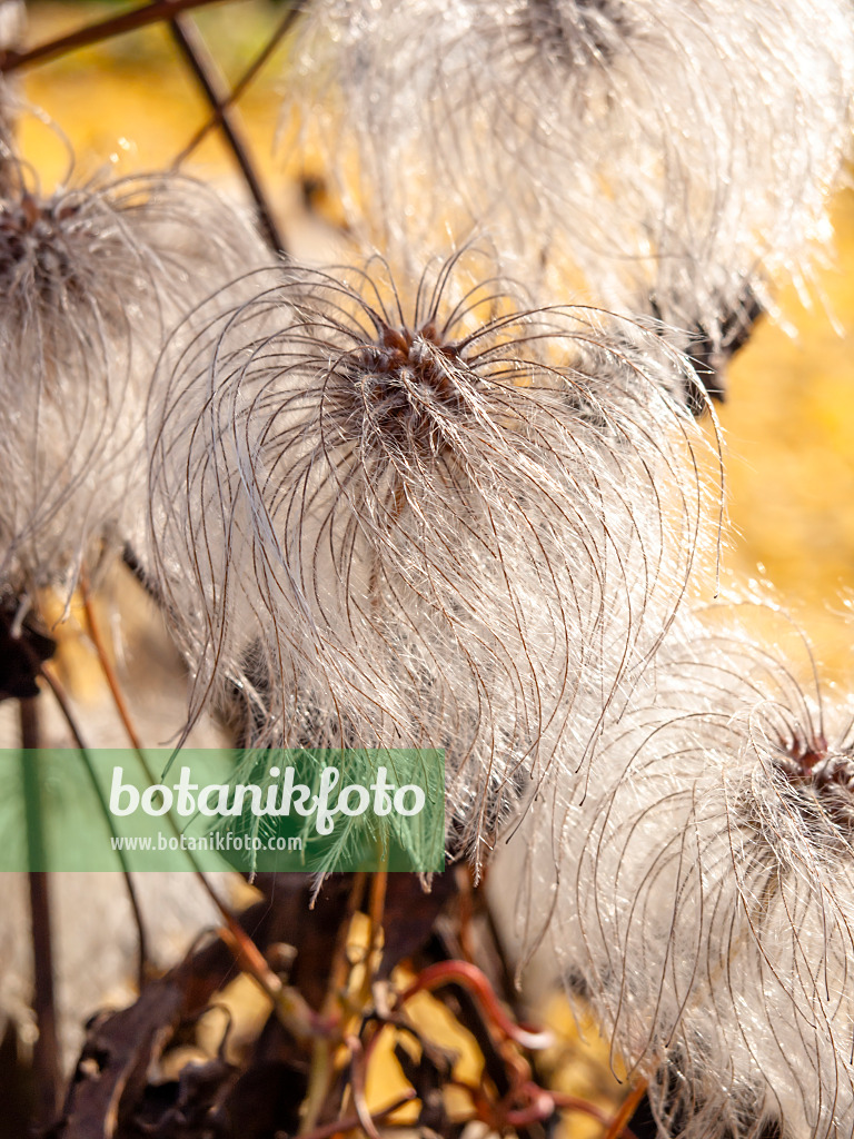 431080 - Clématite de Corée (Clematis koreana)