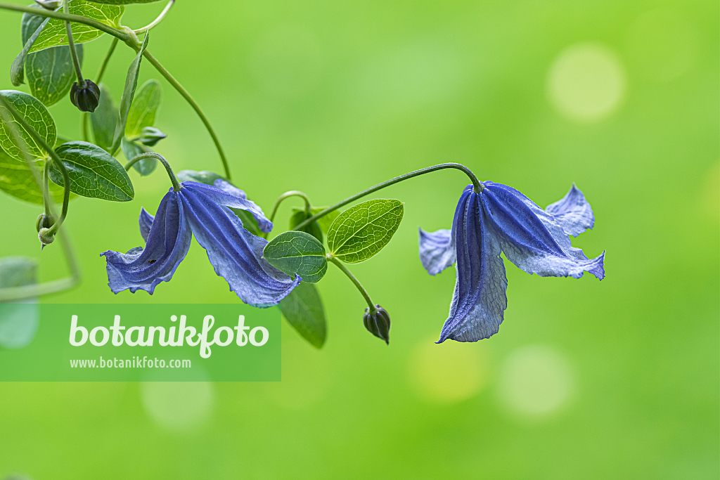 664089 - Clématite des Alpes (Clematis alpina)