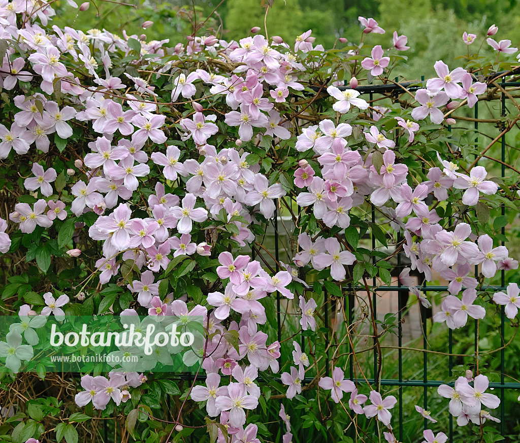 454013 - Clématite des montagnes (Clematis montana 'Tetrarose')