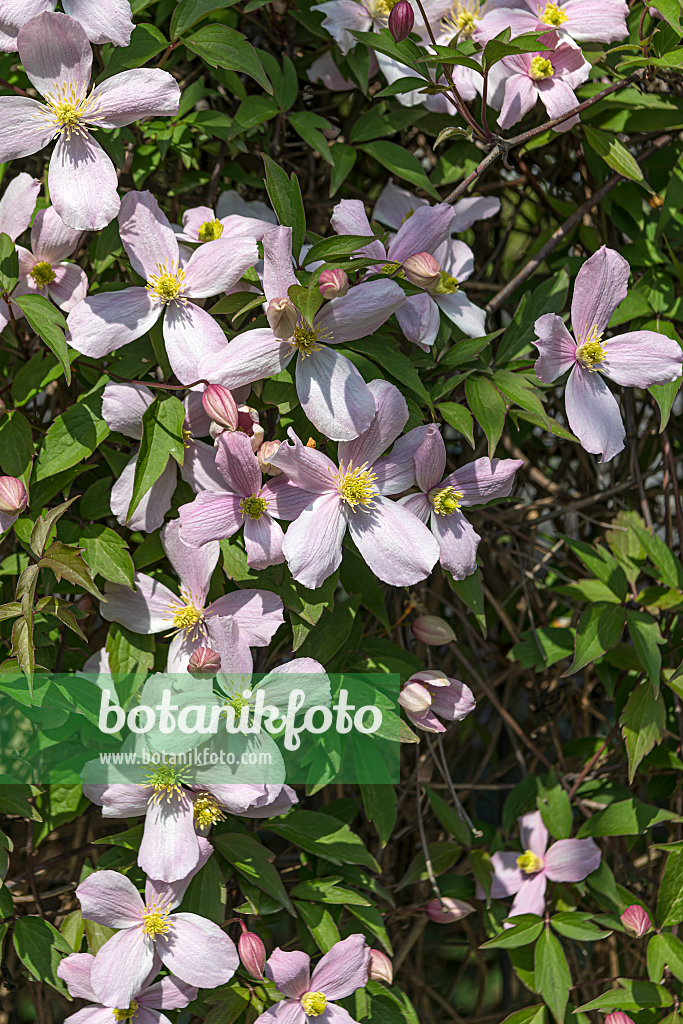 664090 - Clématite des montagnes (Clematis montana var. rubens)