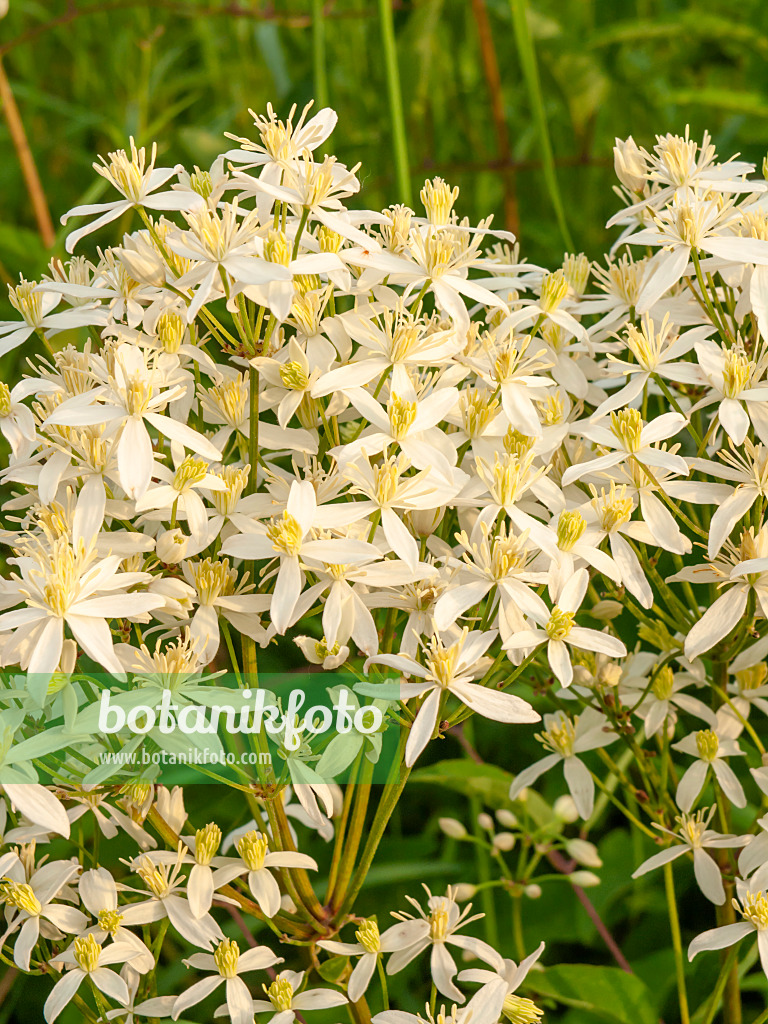 438253 - Clématite dressée (Clematis recta)