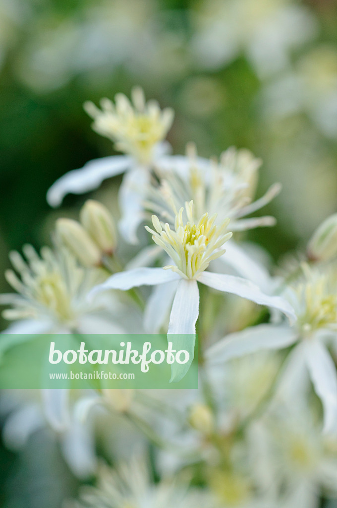 473024 - Clématite dressée (Clematis recta)