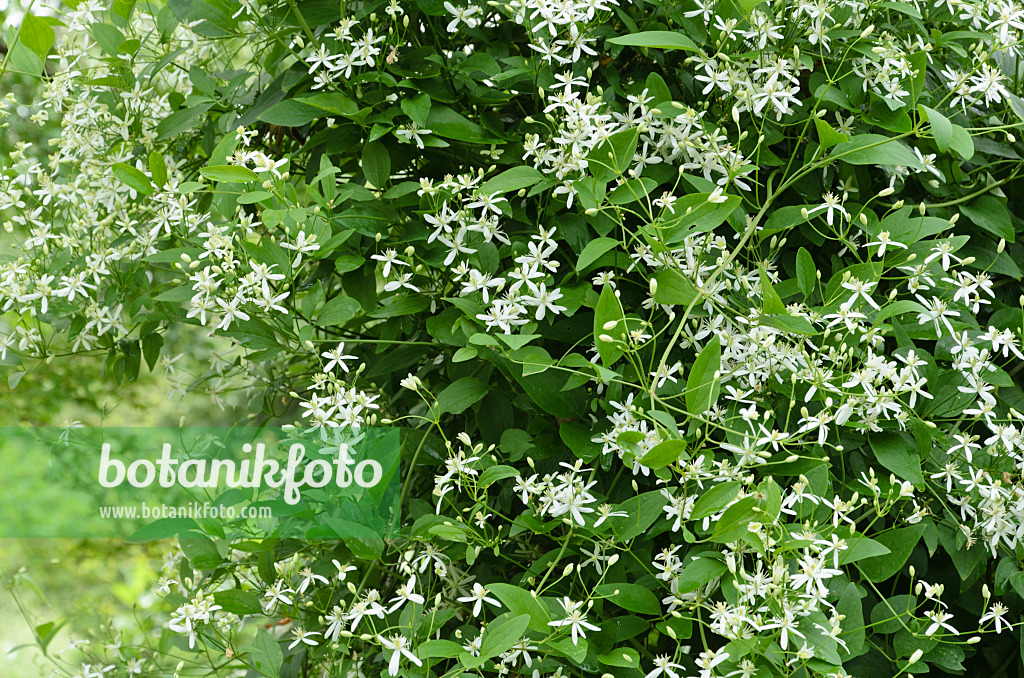 497257 - Clématite dressée (Clematis recta)