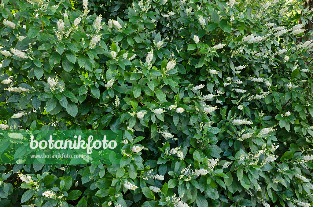 523116 - Clèthre à feuilles d'aulne (Clethra alnifolia)