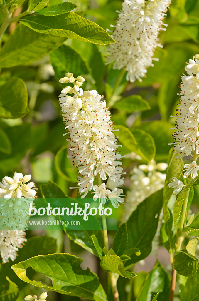 523157 - Clèthre à feuilles d'aulne (Clethra alnifolia)
