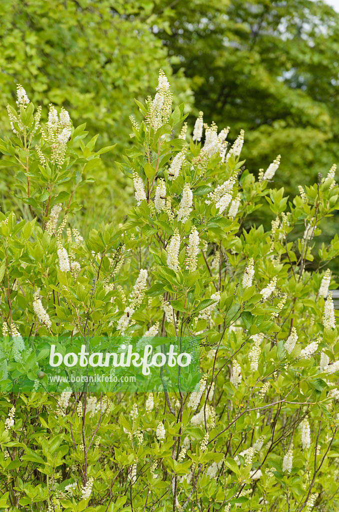 571027 - Clèthre à feuilles d'aulne (Clethra alnifolia)
