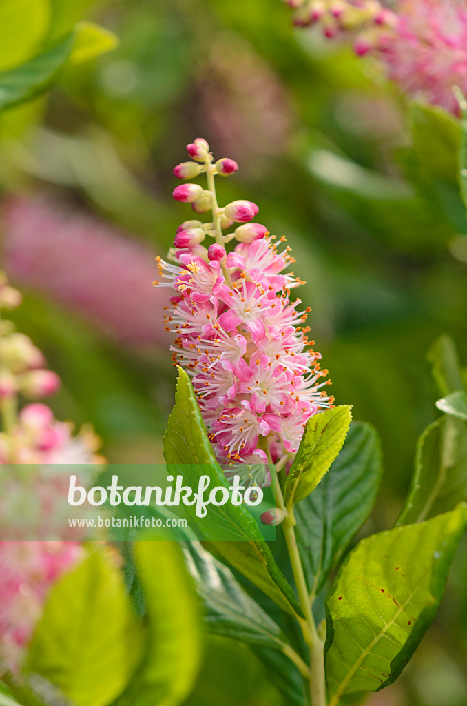 534483 - Clèthre à feuilles d'aulne (Clethra alnifolia 'Ruby Spice')