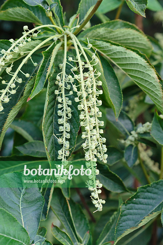 488131 - Clèthre (Clethra barbinervis)