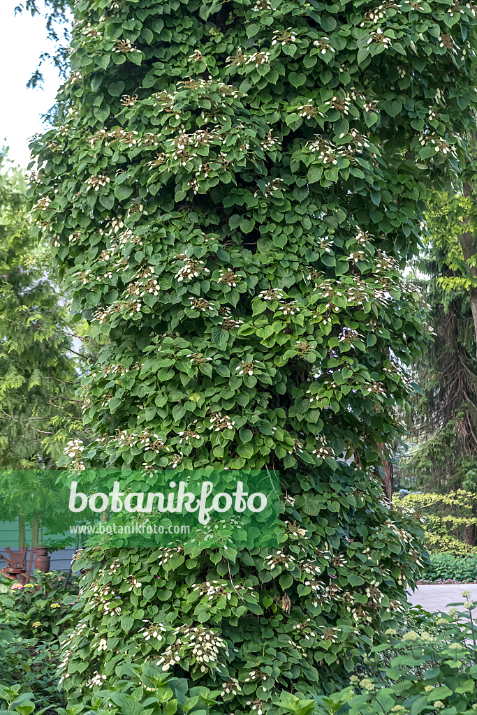 664427 - Climbing hydrangea vine (Schizophragma hydrangeoides)