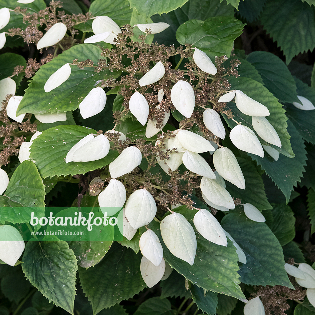 664428 - Climbing hydrangea vine (Schizophragma hydrangeoides)