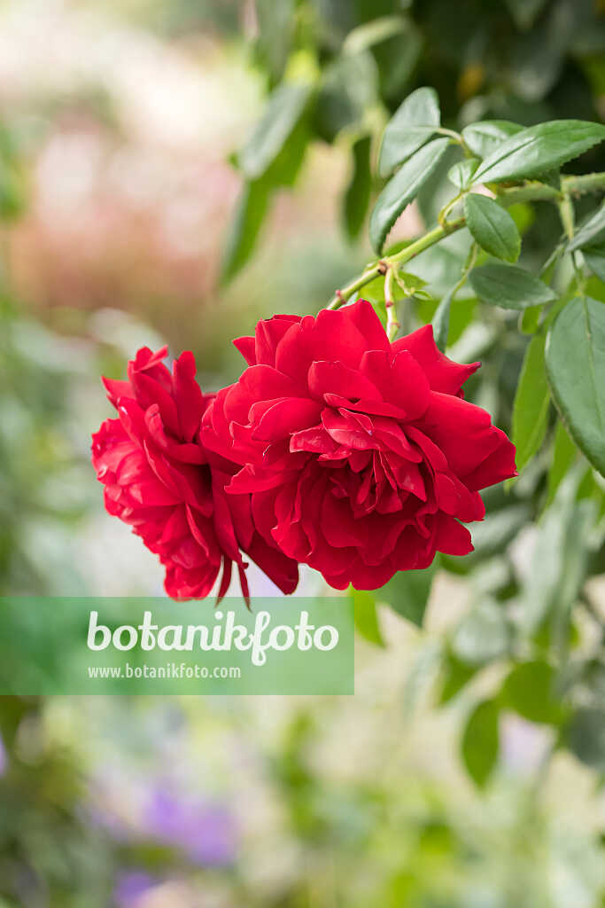 675347 - Climbing rose (Rosa Belkanto)