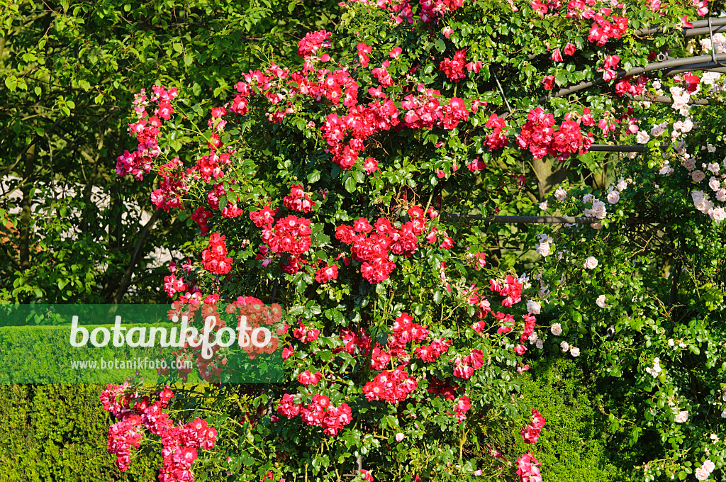 485204 - Climbing rose (Rosa Dortmund)