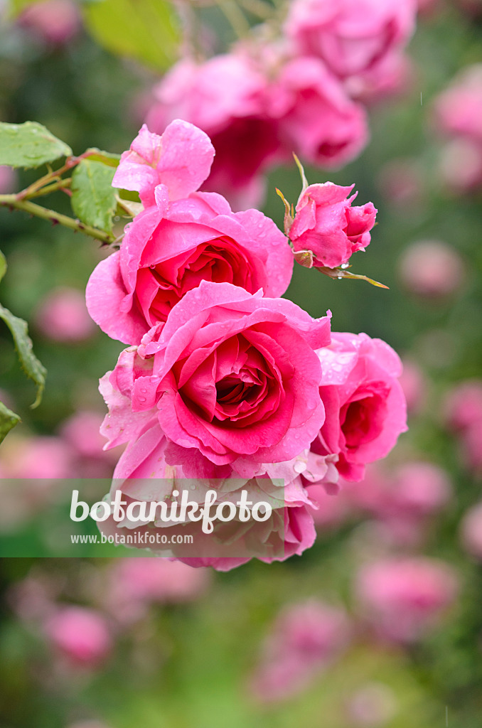 521483 - Climbing rose (Rosa Parade)
