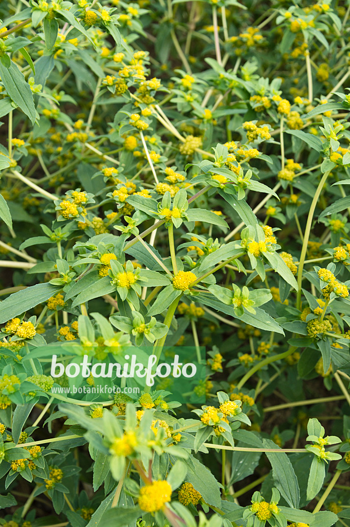 511153 - Clustered yellowtops (Flaveria trinervia)