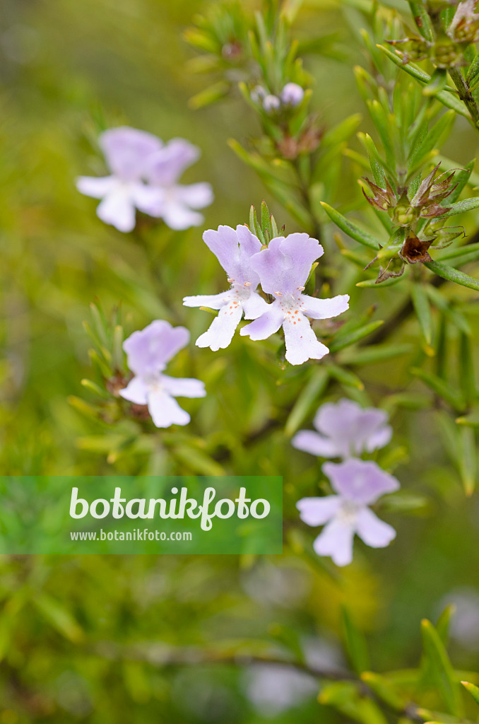 508492 - Coast rosemary (Westringia Wynyabbie Gem)