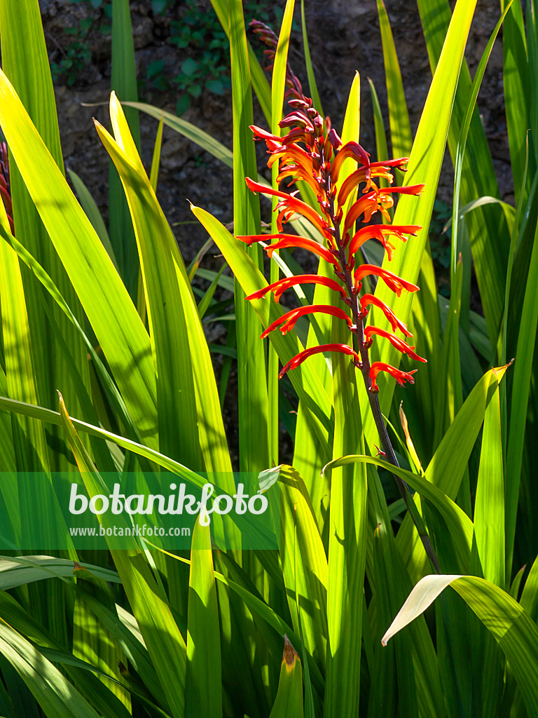 424097 - Cobra lily (Chasmanthe floribunda)