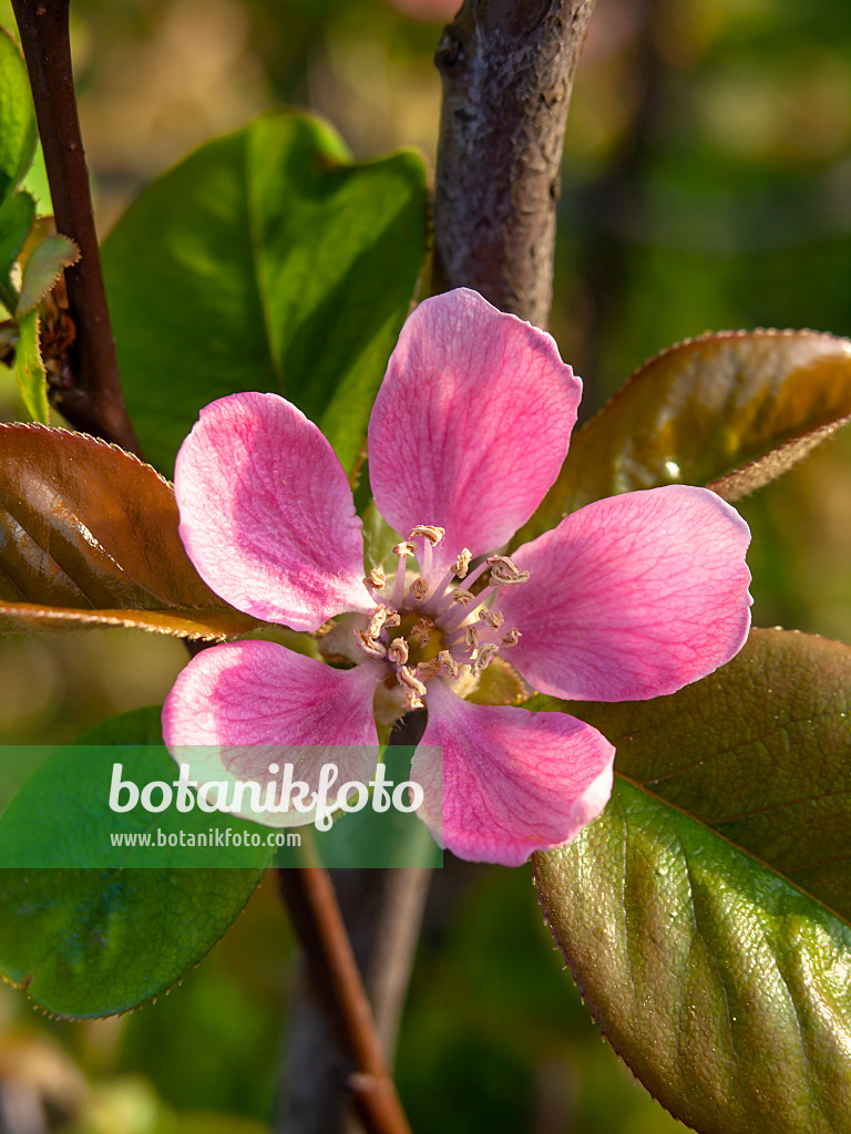 448022 - Cognassier de Chine (Pseudocydonia sinensis syn. Chaenomeles sinensis)