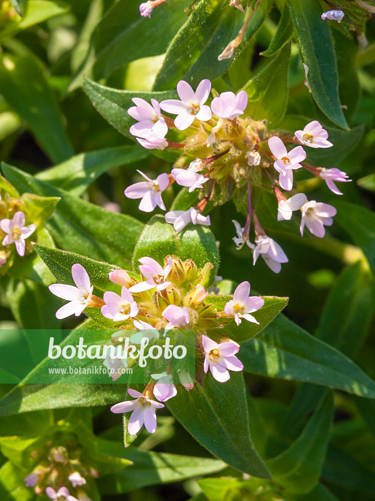 425036 - Collomia à grandes fleurs (Collomia grandiflora)