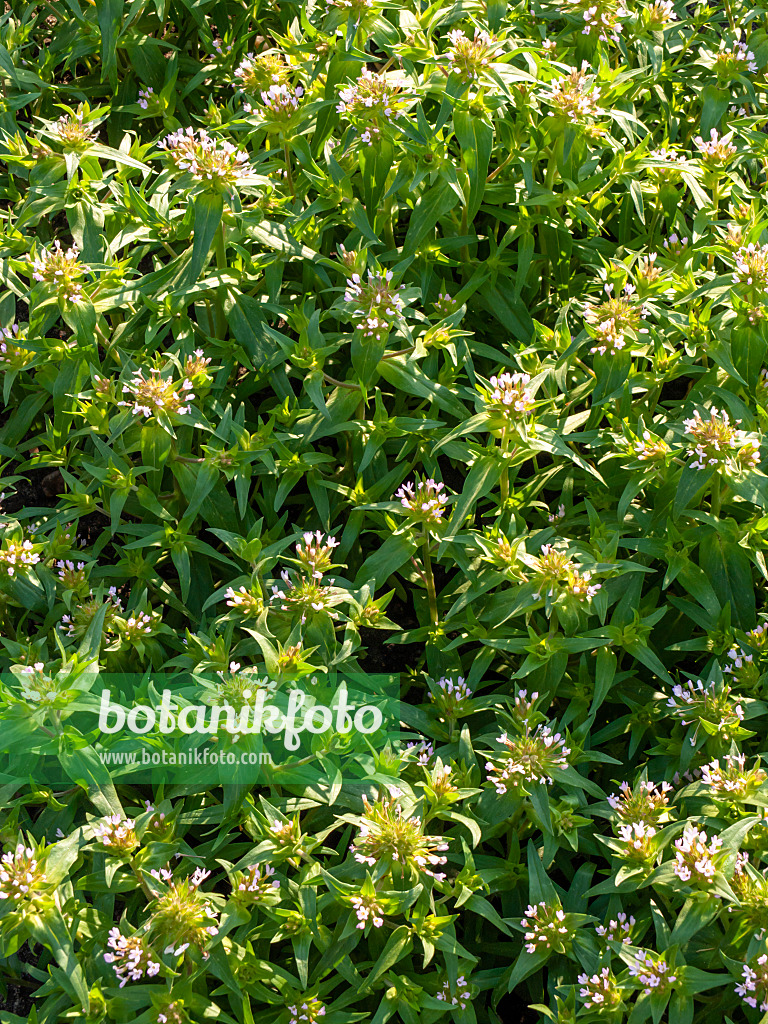 425038 - Collomia à grandes fleurs (Collomia grandiflora)
