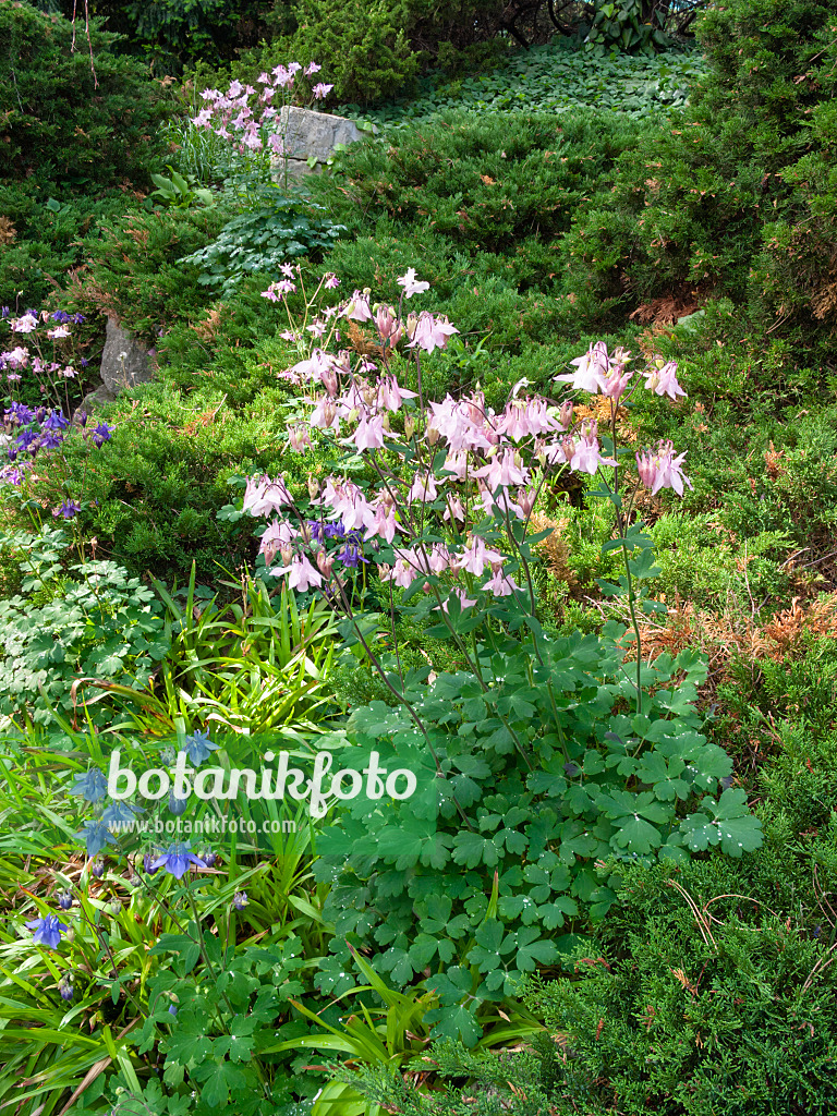 401251 - Columbine (Aquilegia)