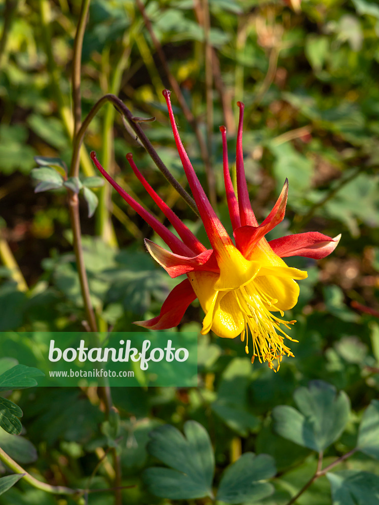 438296 - Columbine (Aquilegia skinneri)