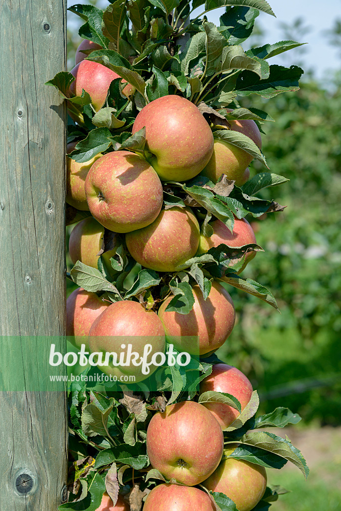 575151 - Columnar apple (Malus x domestica 'Jucunda')