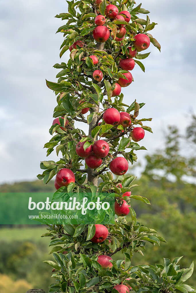 675225 - Columnar apple (Malus x domestica 'Jucunda')
