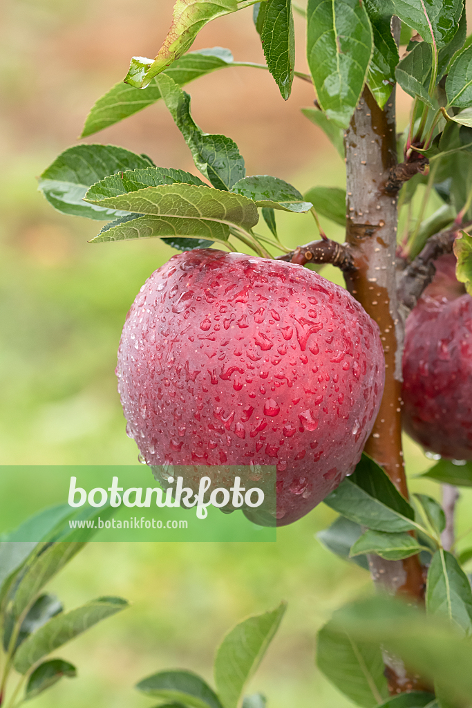 664259 - Columnar apple (Malus x domestica 'Starking')