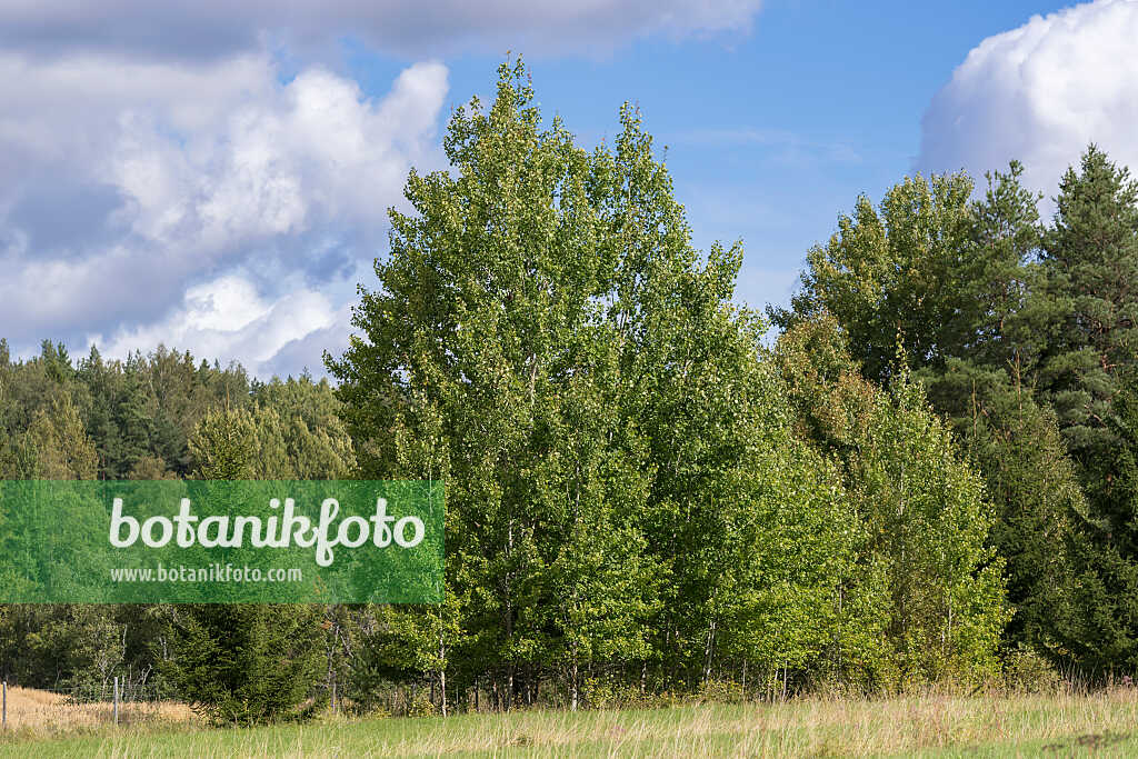 675292 - Common aspen (Populus tremula)