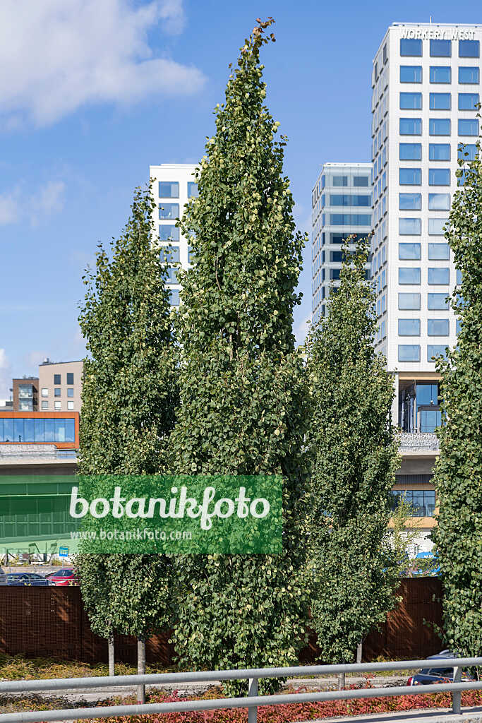 675285 - Common aspen (Populus tremula 'Erecta')